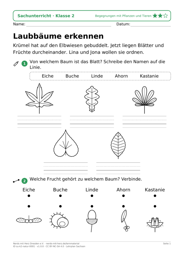 Vorschau: Arbeitsblatt „Laubbäume erkennen – Blatt und Frucht"